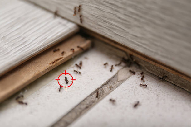 Pest Control Cost in American Canyon, CA
