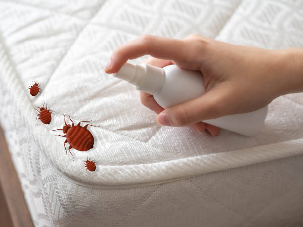 Best Termite Control Services  in Amerin Nyon, CA